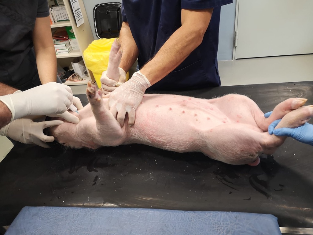 examen cerdo en laboratorio