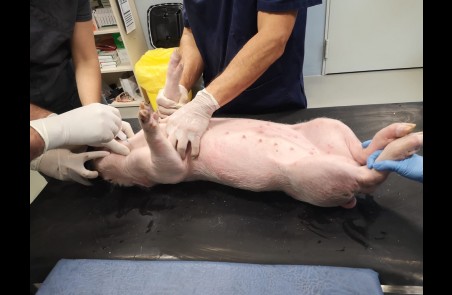 examen clinico de cerdo